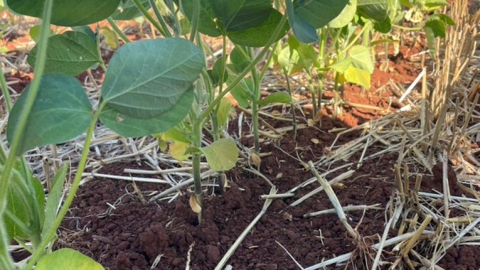 Período de seca coloca produtores de soja do sul do Brasil em alerta enquanto chuvas castigam regiões centrais