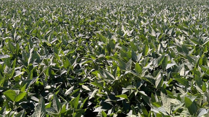 Seca afeta áreas de milho segunda safra, aponta EarthDaily Agro