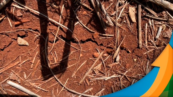 Levantamento do Sind. Rural de Palotina/PR aponta perdas de 100% no milho silagem e 95% na soja