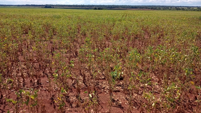 Aprosoja/MS revisa estimativa de produtividade após estiagem