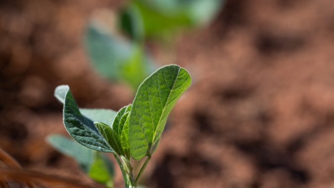 Após semanas de seca, chuvas retornam em boa parte das áreas da safra de verão, aponta EarthDaily