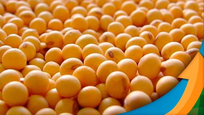 Soja: janela de comercialização do produtor americano está apertada e para piorar a situação, tendência é de queda nos preços, alerta analista
