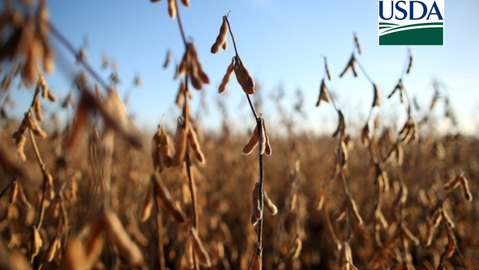 USDA informa venda de mais de 260 mil t de soja para a China