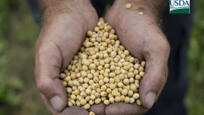 USDA informa vendas de soja e milho nesta 2ª para China e demais destinos