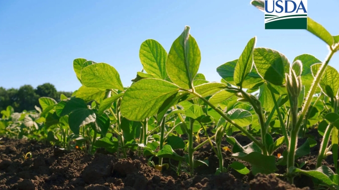 USDA traz boa melhora no índice de lavouras de soja em boas/excelentes condições, mas reduz no milho