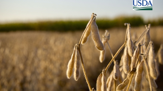 USDA informa nova venda de mais de 200 mil t de soja nesta 5ª (16)