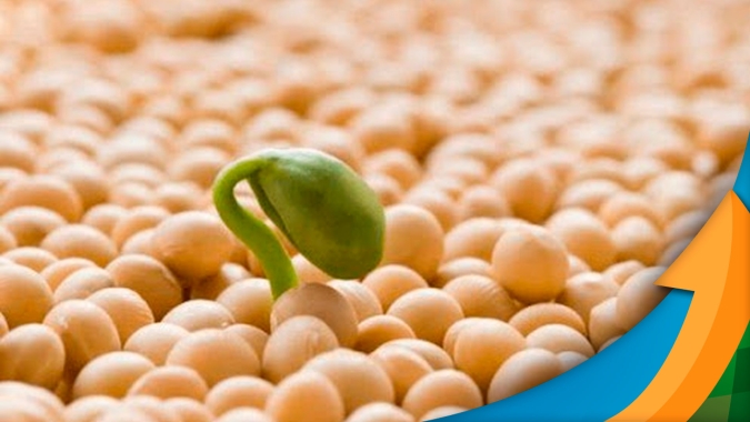 O Brasil está pronto para produzir a maior safra de soja da história e a procura por sementes de qualidade dispara