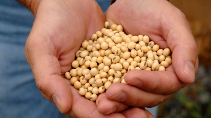 Agroconsult revisa área plantada e produção de soja chega a 156,5 milhões de toneladas