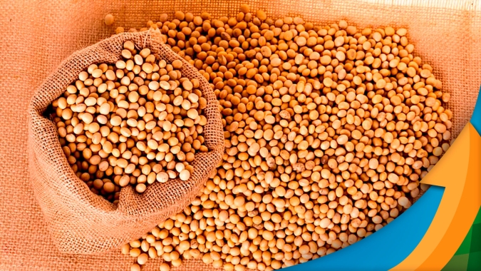Esmagadoras brasileiras, com boas margens, travam disputa pelos 10% de soja na mão do produtor