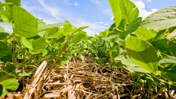Embrapa promove primeiro dia de campo sobre produção de soja baixo carbono