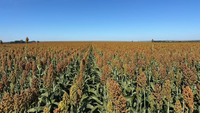 Com safrinha sob risco, produtor encontrou no sorgo uma solução para rentabilidade e manejo de plantas daninhas