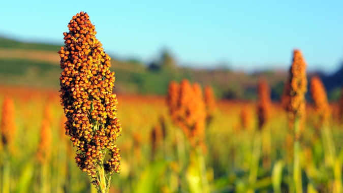Produção de sorgo dobrou nos últimos quatro anos e área cultivada deve subir 100% nos próximos quatro