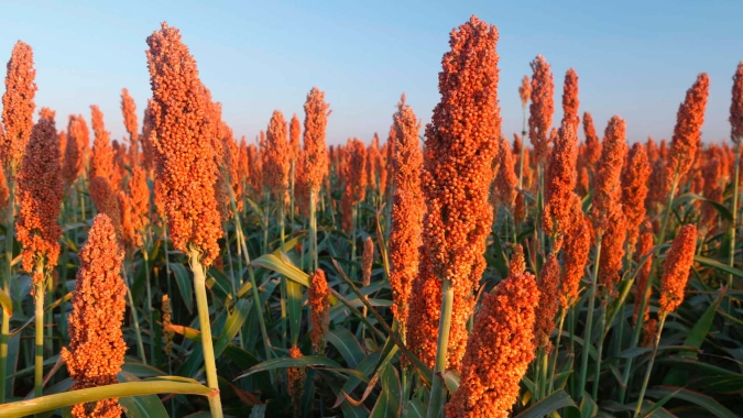 Sorgo foi a aposta desta segunda safra em Perdizes/MG