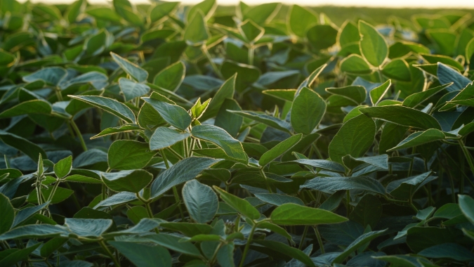 Manejo da mancha-alvo da soja ganha solução inovadora e com amplo espectro de ação promovida pela Syngenta; conheça o MIRAVIS® Pro