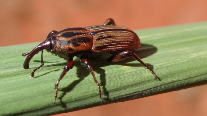 Sphenophorus levis causa prejuízo de 1,6 toneladas de produtividade na cana-de-açúcar