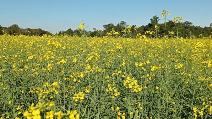Plantio da canola é concluído e plantas apresentam boa sanidade