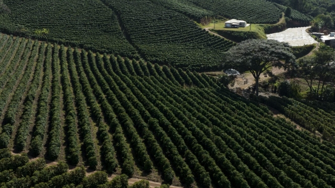 Café começa semana testando novas altas e monitorando colheita no Brasil