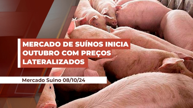 Mercado de suínos neste início de outubro dá continuidade à lateralização de preços vista em setembro