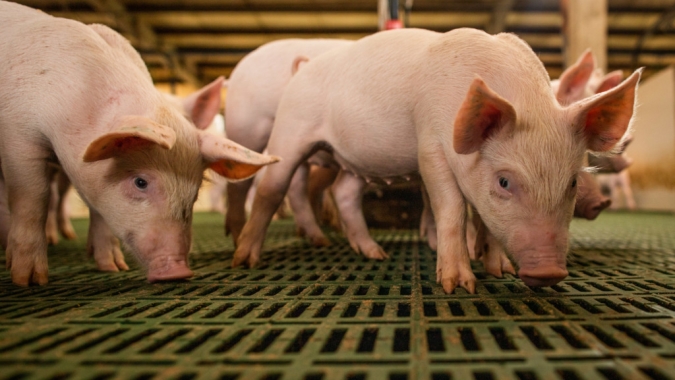 Suinocultura da Ucrânia enfrenta custo bilionário para atender normas da União Europeia