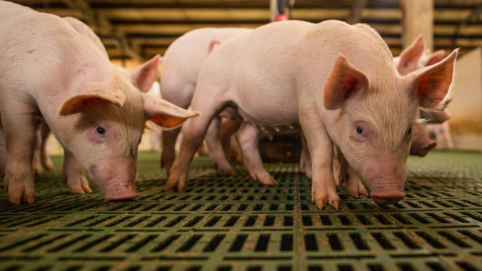 Torção do mesentério em suínos: evidências genéticas e implicações para o melhoramento animal