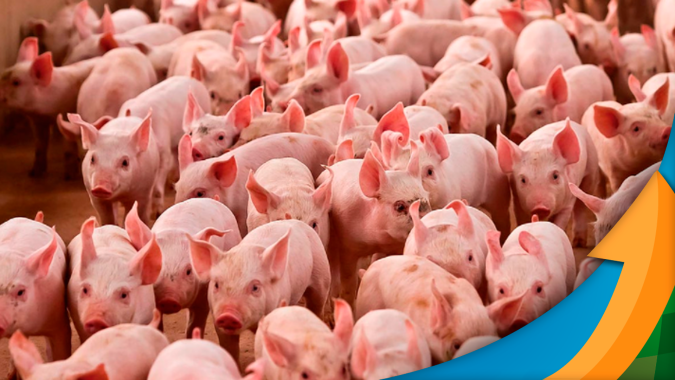Após abertura para Santa Catarina exportar carne suína para o México, embarques devem começar a acontecer no 2º tri de 2023, diz liderança