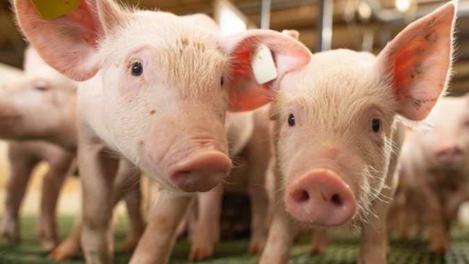 Decisão judicial no Canadá pode redefinir regras de comercialização para carne suína orgânica