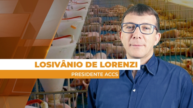 Preços no mercado de suínos devem seguir em alta, pelo menos, até março, segundo liderança