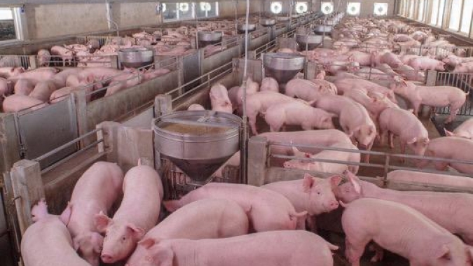 Academia do Fomento: Uma plataforma de formação e conexão de extensionistas e profissionais do fomento da indústria de aves e suínos