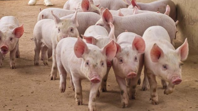 Suínos: junho começa com mercado misto, principalmente nas cotações do animal vivo