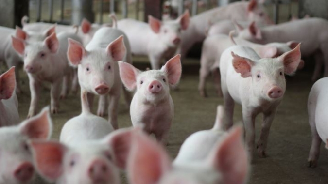 Produção de carne suína cresce 5,5% e mercado pode reagir após a Quaresma