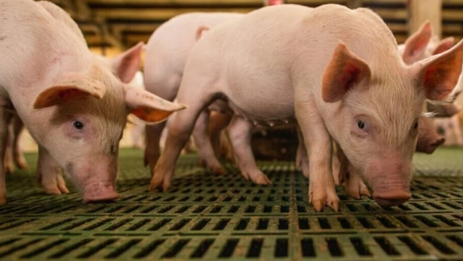 Agro do Espírito Santo recorre a estrangeiros para suprir falta de mão de obra