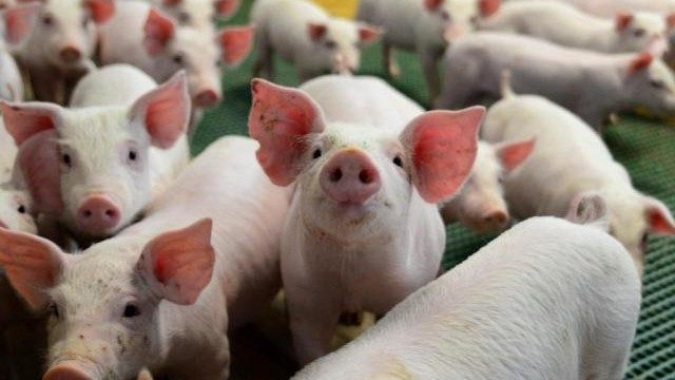 Lei de desmatamento à EUDR: o que muda para o mercado global de suínos?