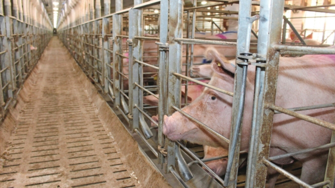 Suinocultura europeia: adequação da Ucrânia às normas da UE exigirá investimento milionário e reestruturação das granjas