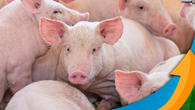 Associação de suinocultores do Mato Grosso negociam com Governo estadual baixar o ICMS para saída de animais vivos e cortes de carne do Estado