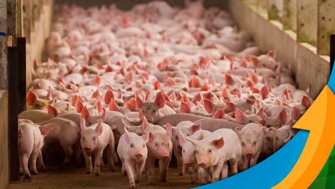 Dia Nacional do Suinocultor: Após grave crise no setor, 2024 é ano em que produtores respiram com mais alívio