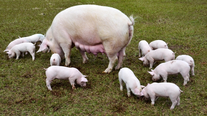 Embrapa lança nova versão do aplicativo Custo Fácil e amplia gestão na suinocultura