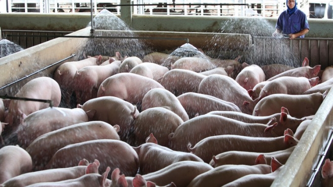 Custos de produção de frangos de corte e de suínos  acumulam nova alta em outubro nos principais estados produtores