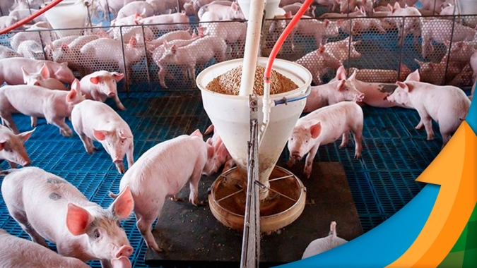 Preços do suíno em MG oscilaram menos em agosto, com maior liquidez e oferta enxuta