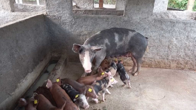 Mais de 120 mil animais foram imunizados contra Peste Suína Clássica em Alagoas