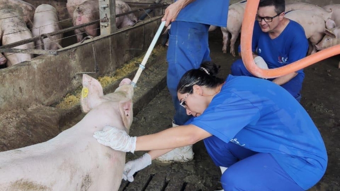 Goiás possui 19 granjas que fornecem reprodutores suínos certificados para todo o Brasil
