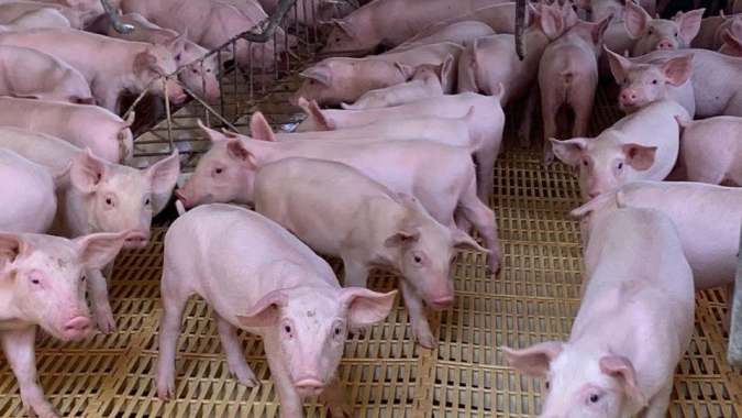Suinocultura independente: Com oferta restrita de animais, mercado apresenta valorização nos estados de SP, MG e SC