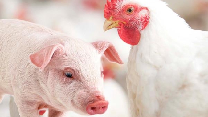 Brasil está exportando mais carne de frango e suína por dia em janeiro/26 do que em jan/25
