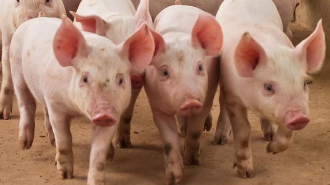 Suínos/Cepea: Carne suína ganha competitividade frente ao frango e perde frente ao boi