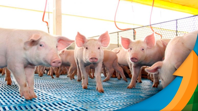 Fase de baixa nos preços das carnes concorrentes atrasaram reajustes positivos típicos de final de ano para a carne suína