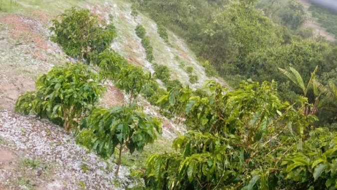 Pelo 2º dia consecutivo, lavouras de café arábica no Sul de MG são atingidas por forte  chuva de granizo