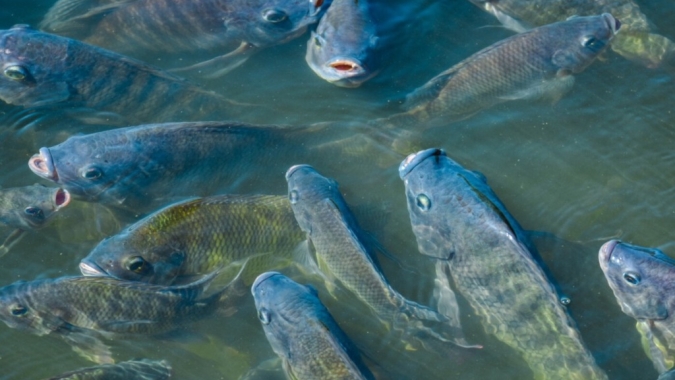 PEIXE BR alerta para impacto da nova portaria do MAPA/MPA sobre transporte dos animais