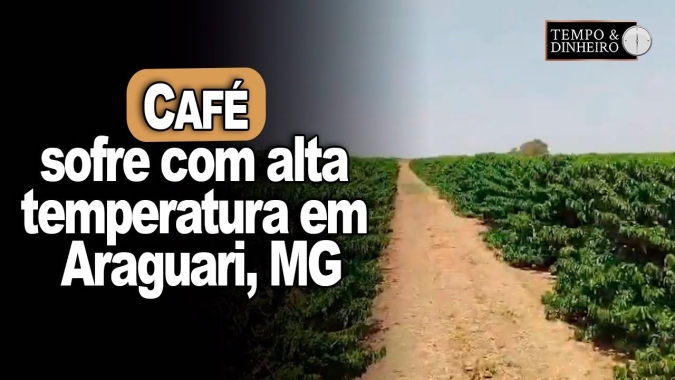 Café sofre com alta temperatura em Araguari, MG, mostra o Mailson Antunes
