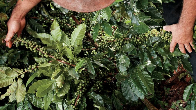 Em queda livre: Chuvas no Brasil mantém pressão e arábica recua mais de 1% em Nova York