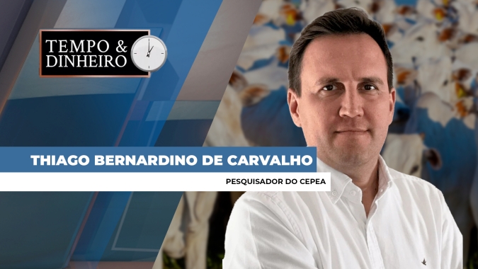 Boi gordo encerra abril em queda no mercado físico e na B3 , informa Thiago Bernardino, do CEPEA