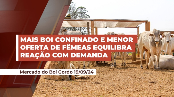 Aumento do boi confinado pode ser compensado pela redução de fêmeas no abate; demanda firme garante arroba em alta
